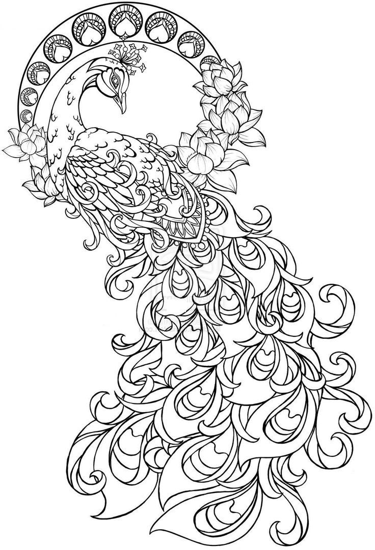 Cool Coloring Pages For Adults Peacock Coloring Home