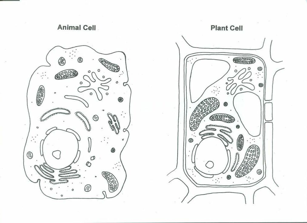 Plant cell & Animal cell - coloring page | Plant and animal cells, Animal  cell, Plant cell