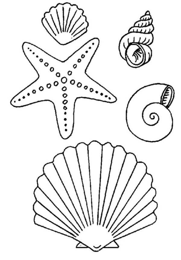 Starfish and Sea Shell Coloring Page | Kids Play Color