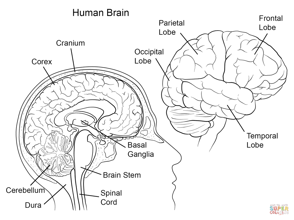 Human Brain Anatomy Coloring Page Coloring Home