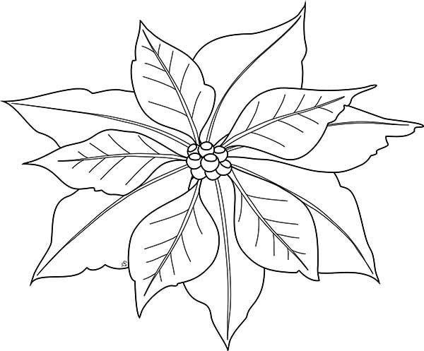 Poinsettia Coloring Pages – Happy Holidays!