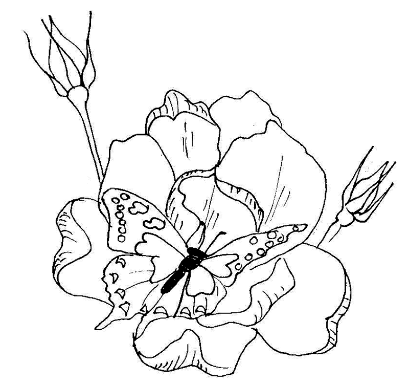 Free Coloring Pages Flowers And Butterflies - Coloring Home