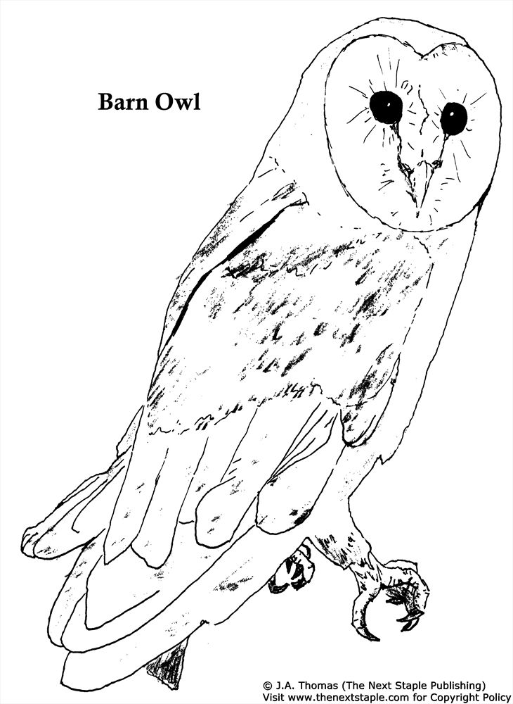 Barn Owl Coloring Pages 4 | Free Printable Coloring Pages