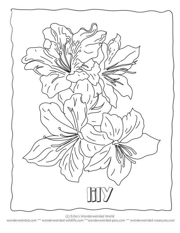 Flower Coloring Sheets Lily,Free Printable Flower Coloring Pages 