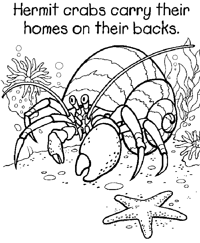 Hermit Crab coloring page | Preschool/sea life