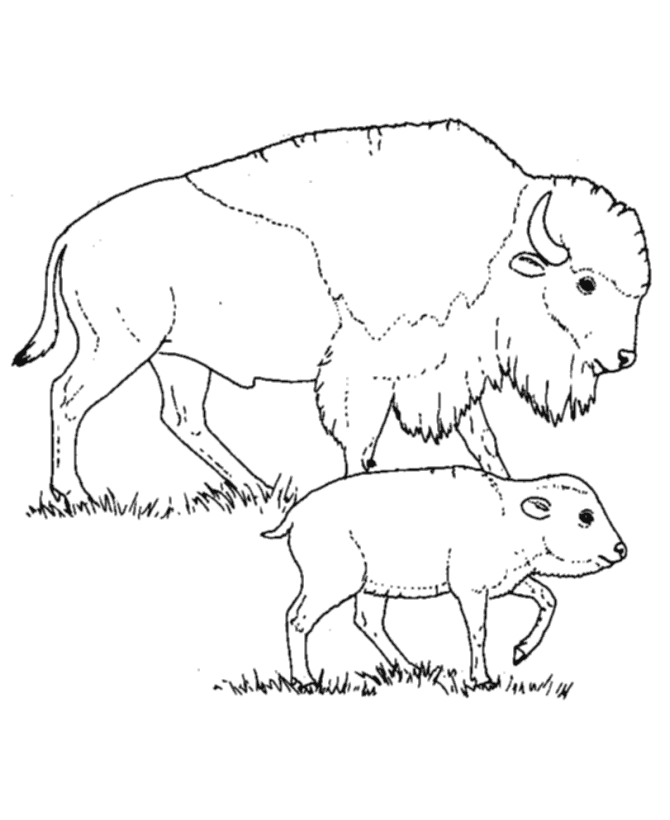 baby buffalo coloring pages | The Coloring Pages