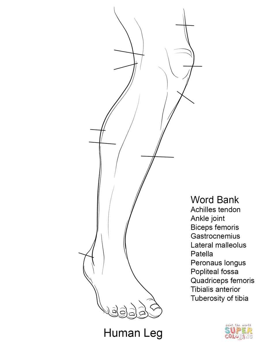 Foot Bones Anatomy Worksheet coloring page | Free Printable ...