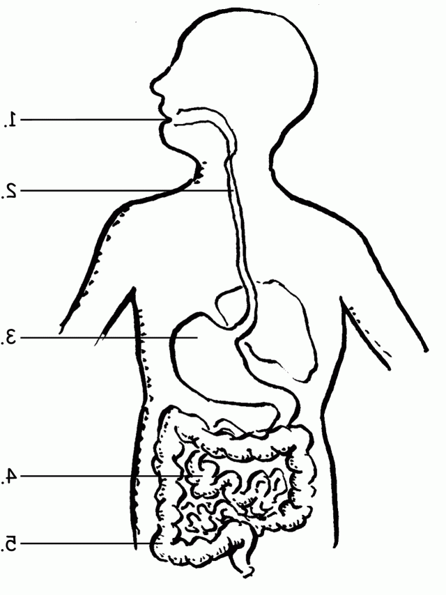 New Digestive System For Kids Coloring Pages 