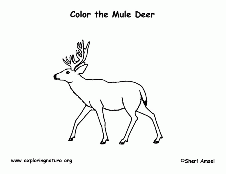 Mule Deer Coloring Pages - High Quality Coloring Pages