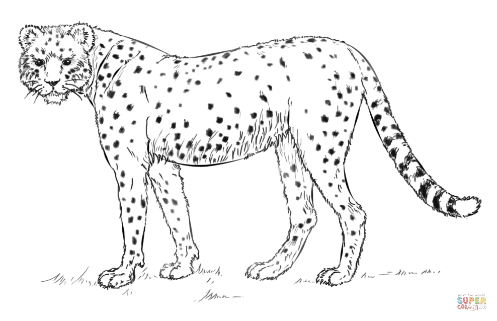 African Cheetah Coloring Page Free Printable Pages Wild Cats