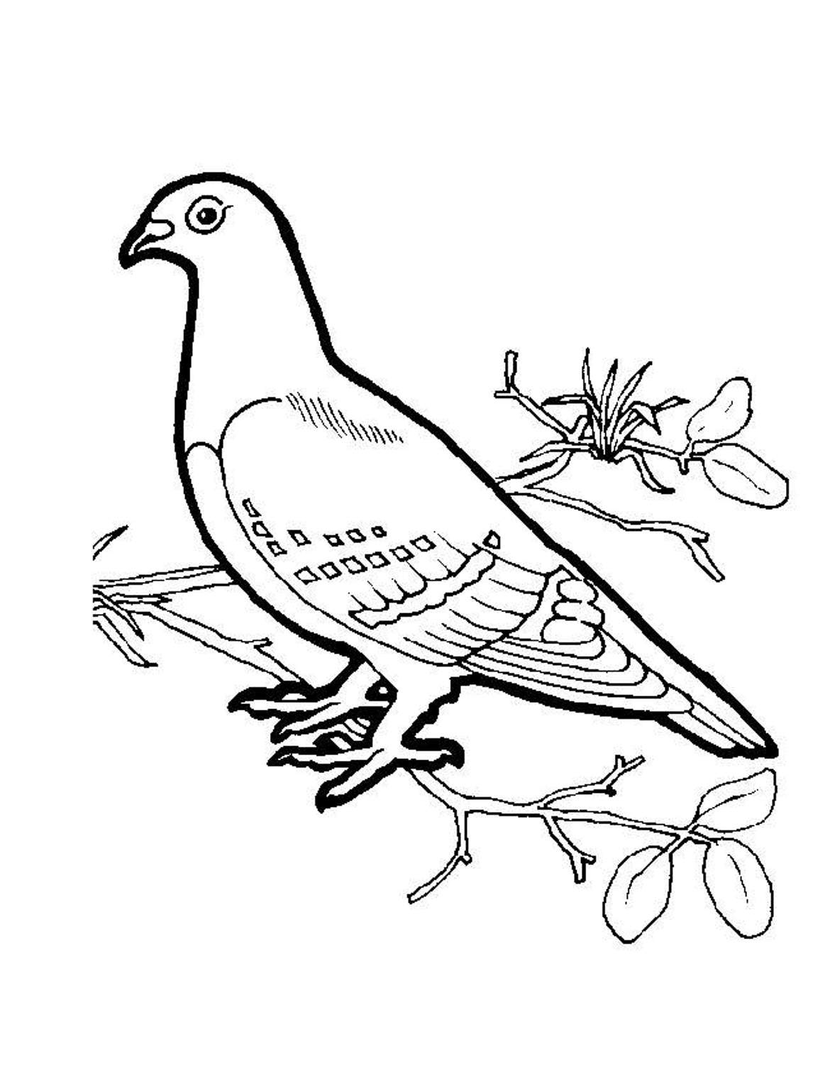 White Dove Coloring Page - Coloring Home