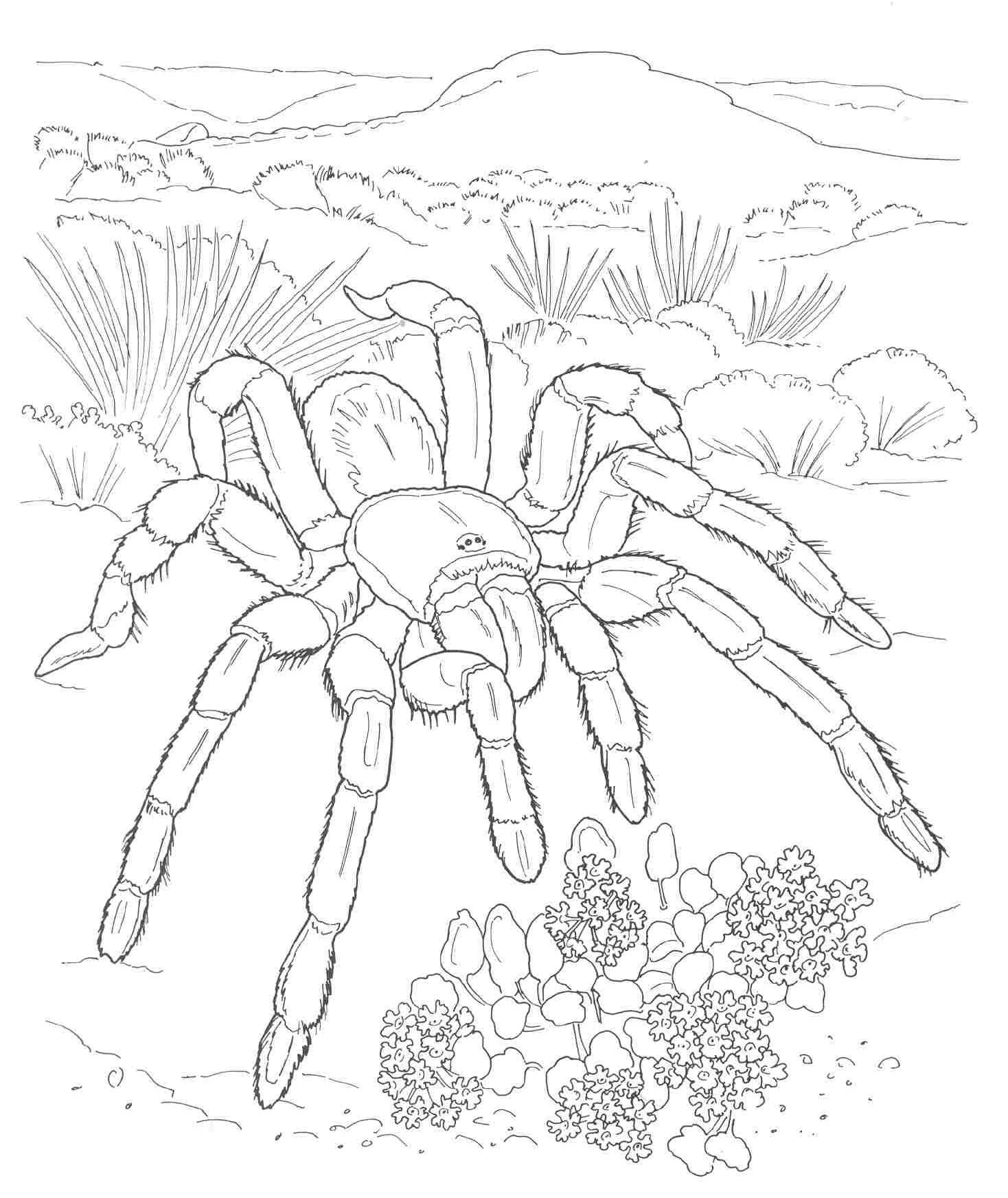 Printable Desert Plants Coloring Pages - Coloring