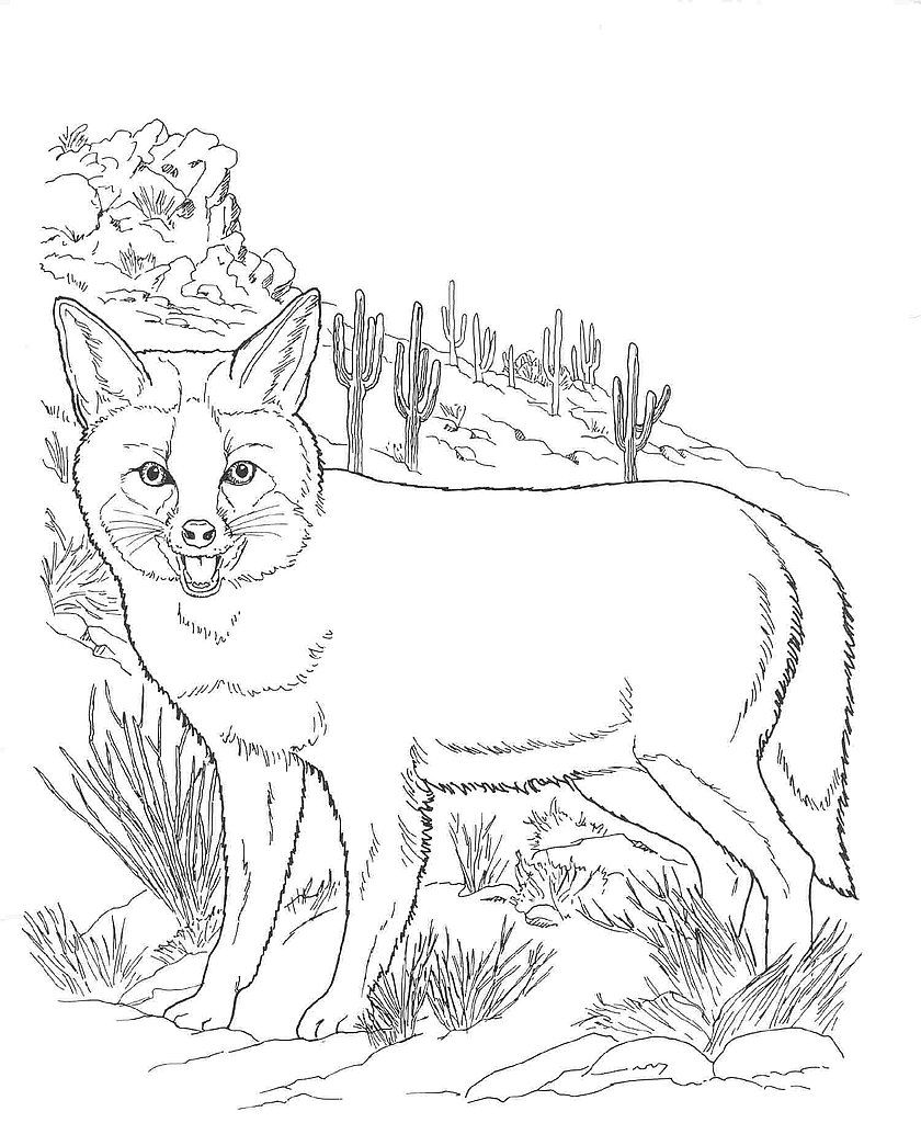 Desert Animals Coloring Pages : Kit Fox | Desert animals coloring, Fox coloring  page, Animal coloring pages
