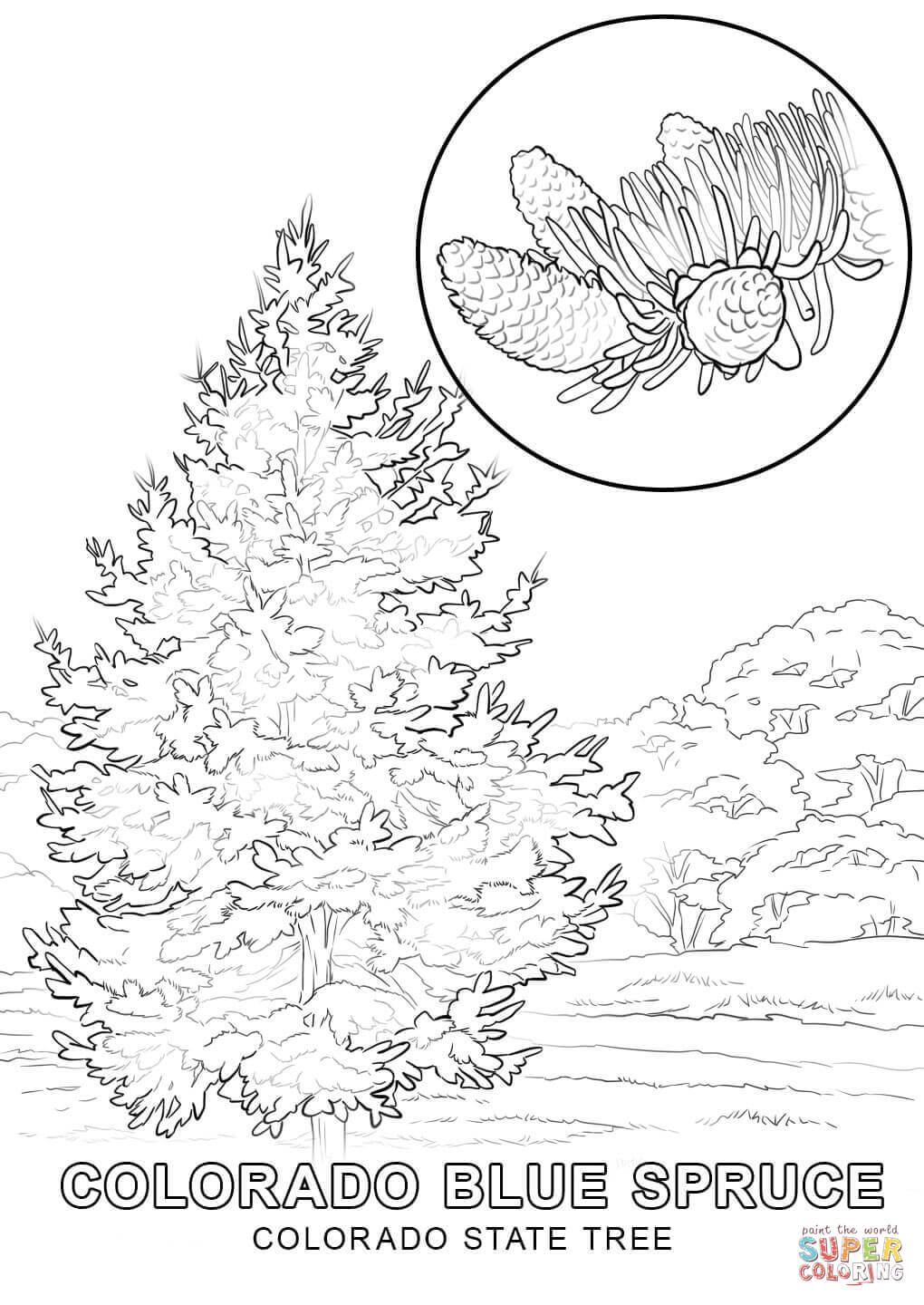Colorado State Bird And Flower Coloring Page - Coloring Pages For ...