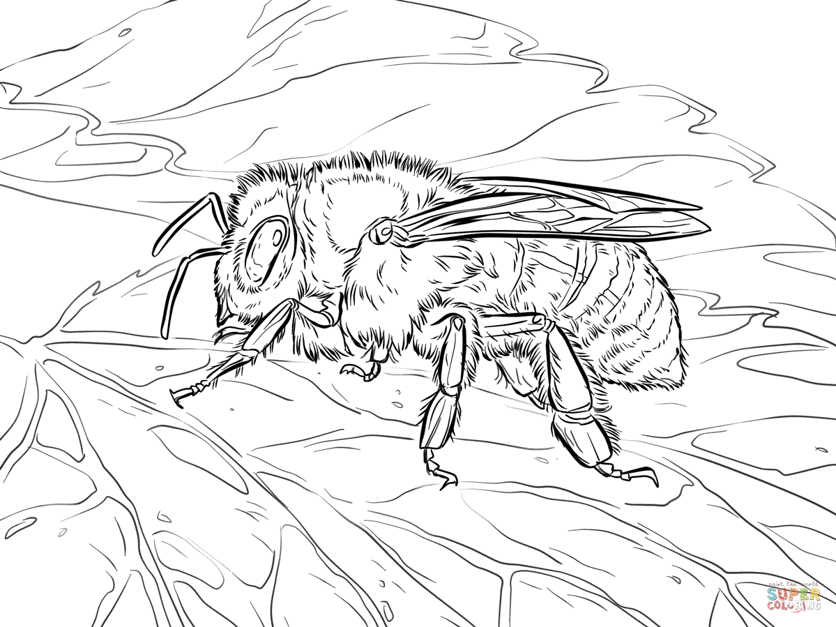 coloring pages of honey bees  coloring home