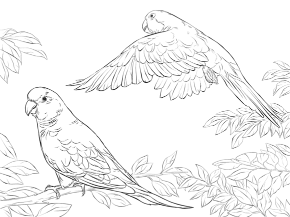 Two Quaker Parrots Coloring page | Free Printable Coloring Pages | Animal coloring  pages, Bird coloring pages, Coloring pages