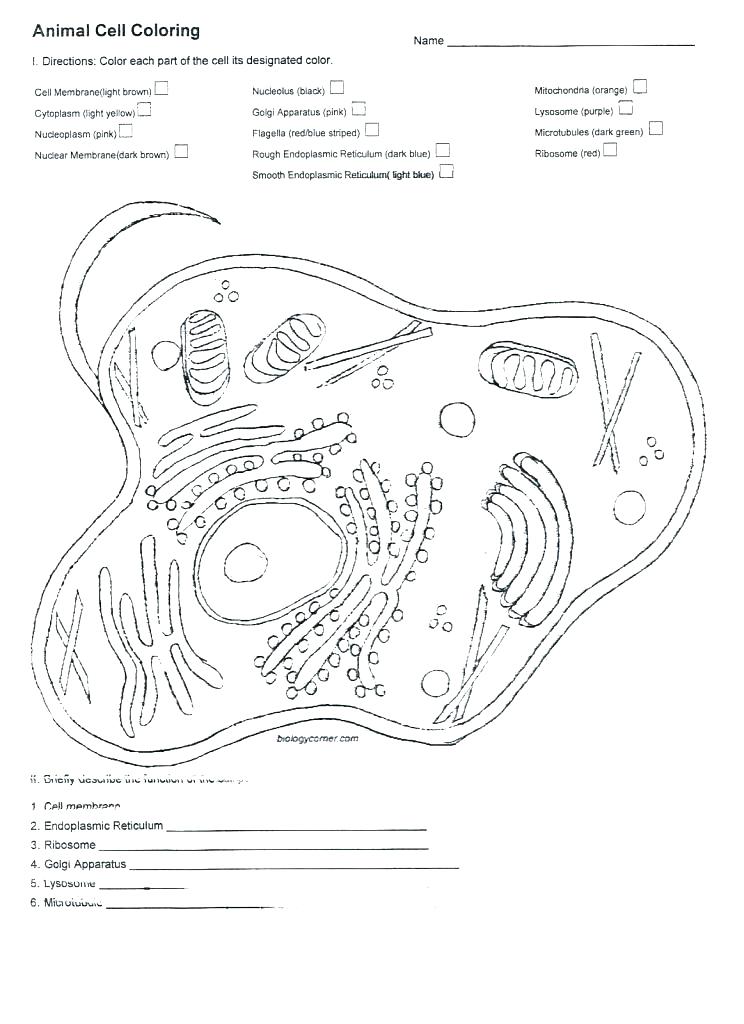 Cool Plant Cell Coloring Worksheet | Sugar And Spice