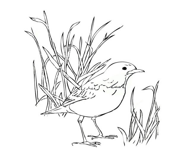 How to Color Robin Bird Standing On The Ground Coloring Page : TOODSY COLOR