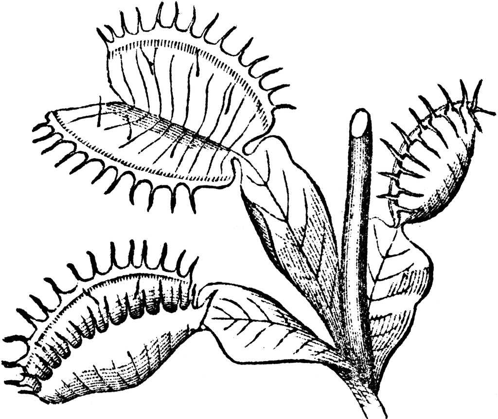 Venus Fly Trap Coloring Page - Coloring Home