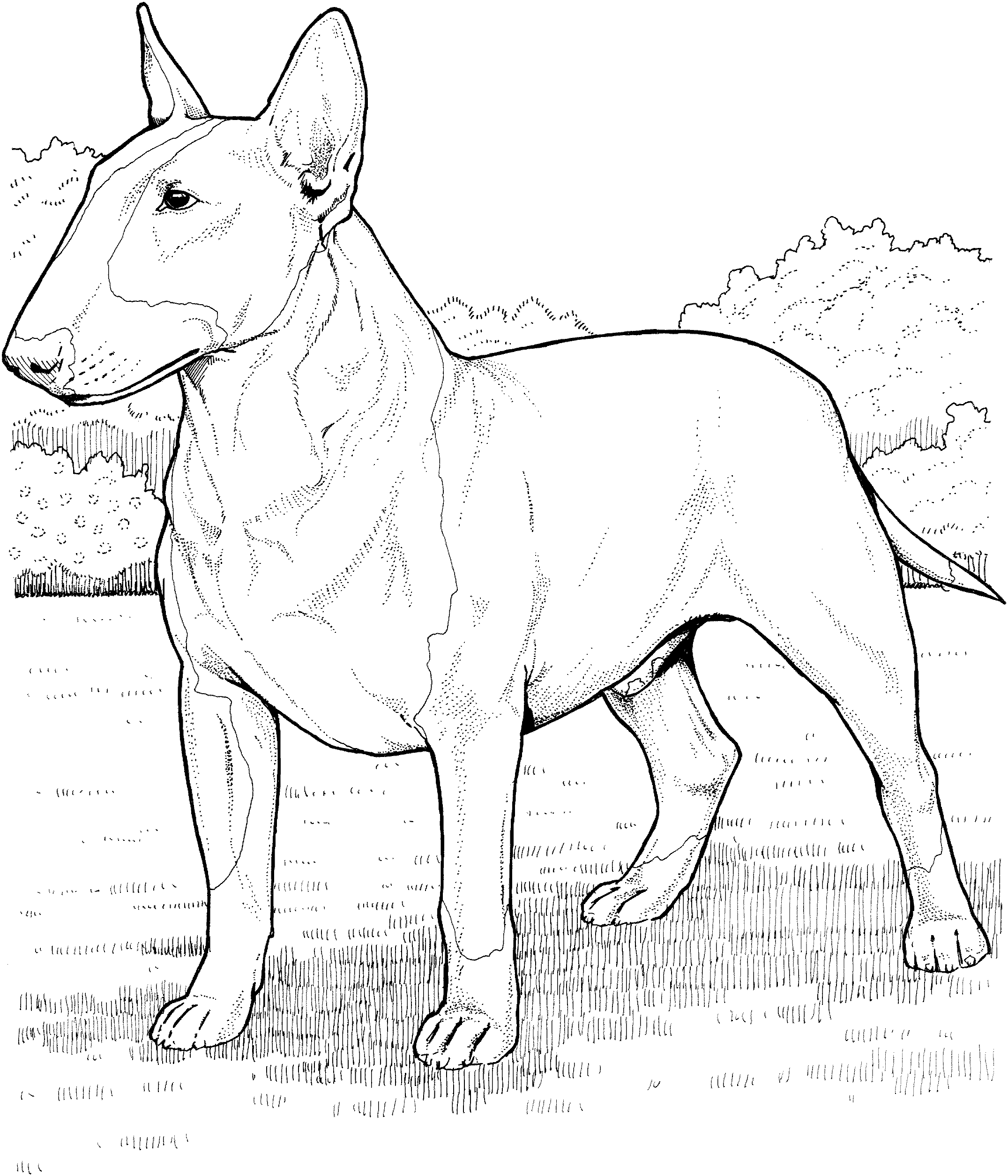 Free Coloring Pages Of Lab And Pitbull Dog Dog Breed Coloring ...