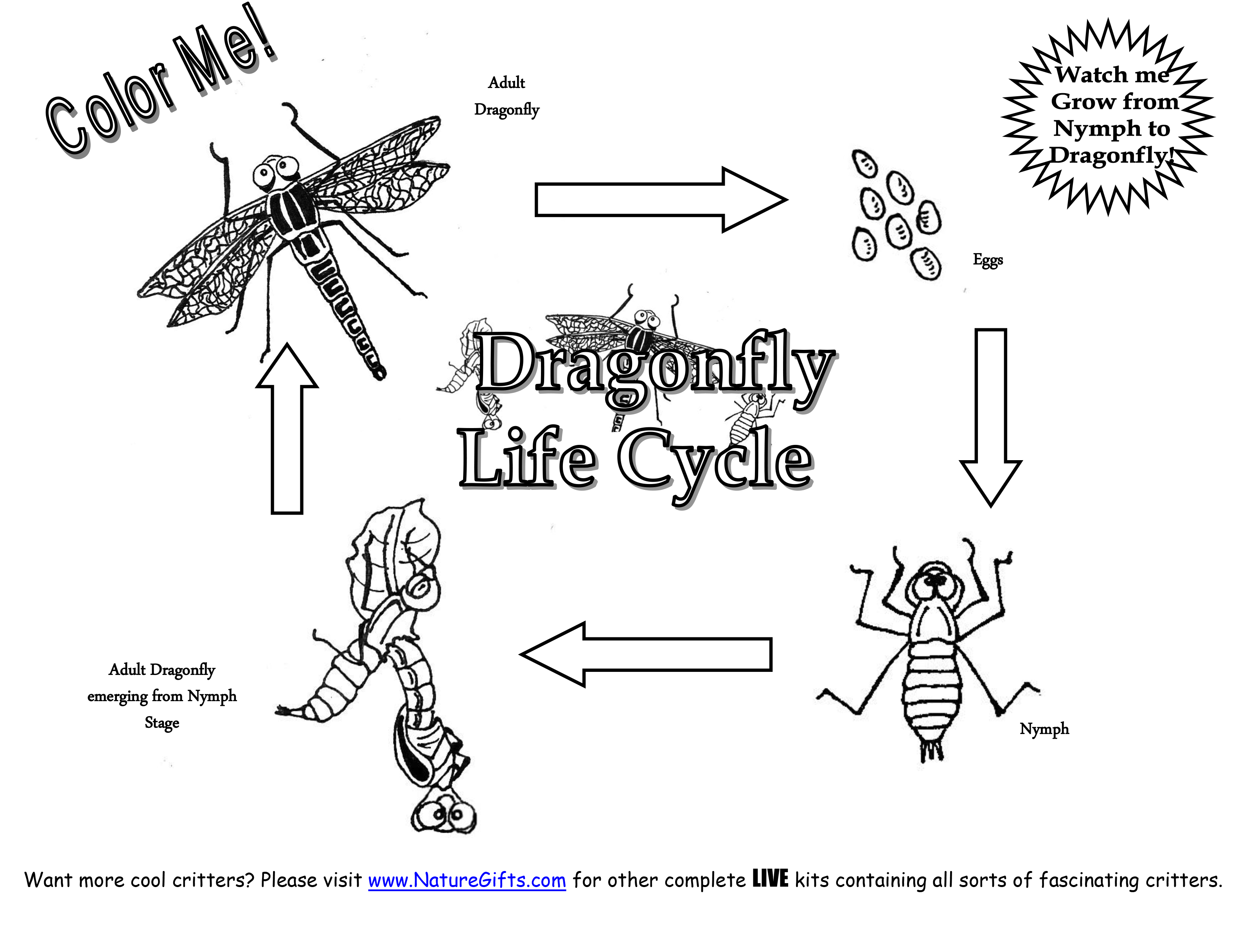 life-cycle-of-a-plant-coloring-page-coloring-home