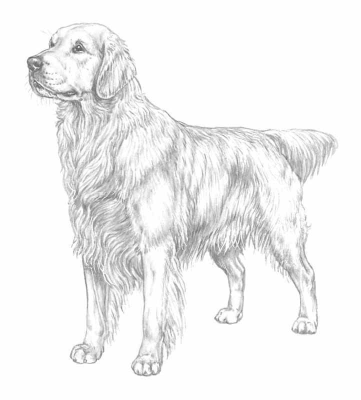 Golden Retriever Puppy Coloring Pages Printable - Coloring Home