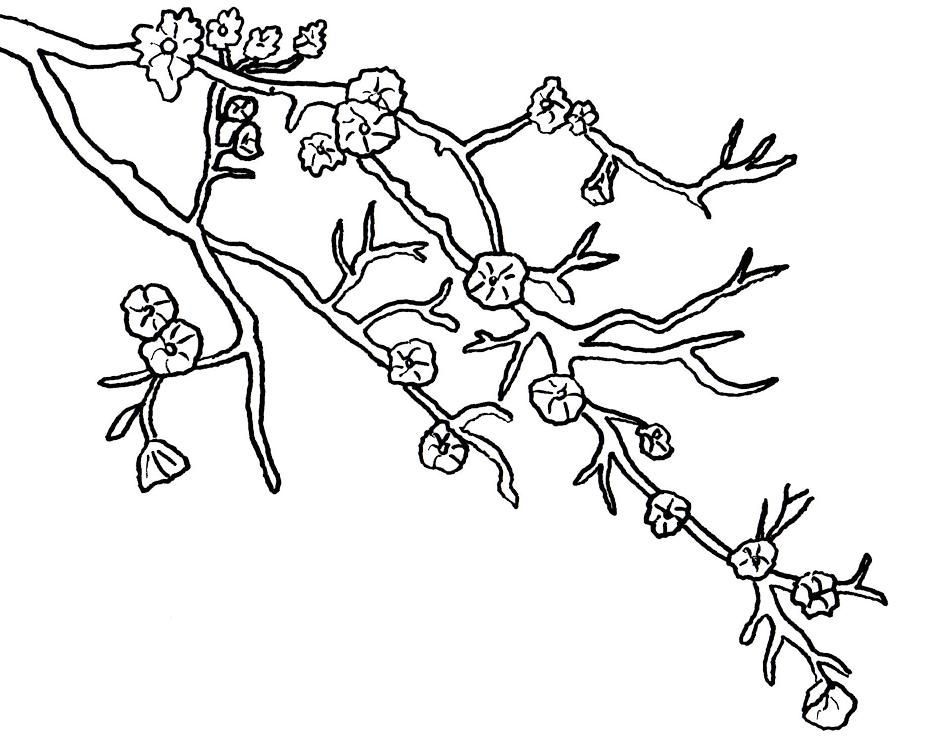 Cherry Blossom Coloring Pages | download free printable ...