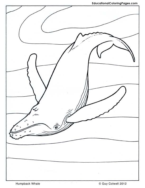 Manatee Information Coloring Pages - Coloring Home