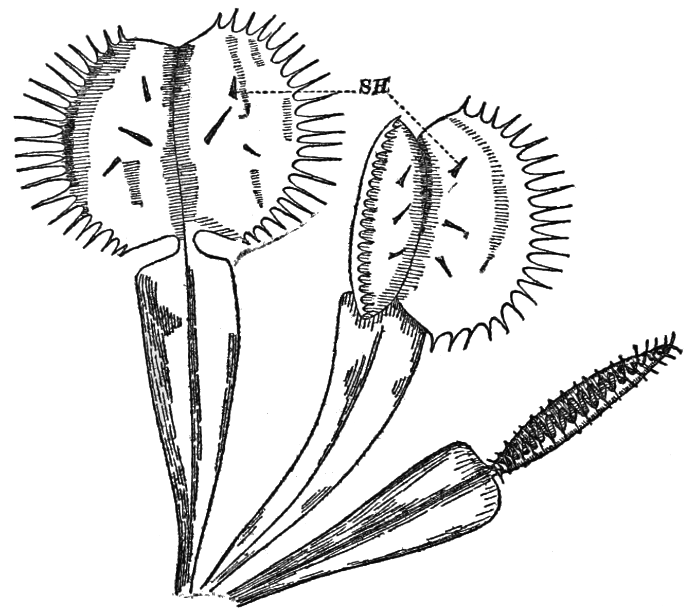 File:PSM V85 D032 Venus flytrap dionaea muscipula.png - Wikimedia ...