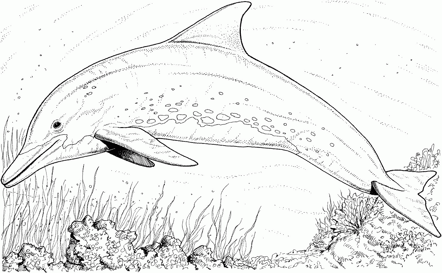 Dolphin For Kids - Coloring Pages for Kids and for Adults
