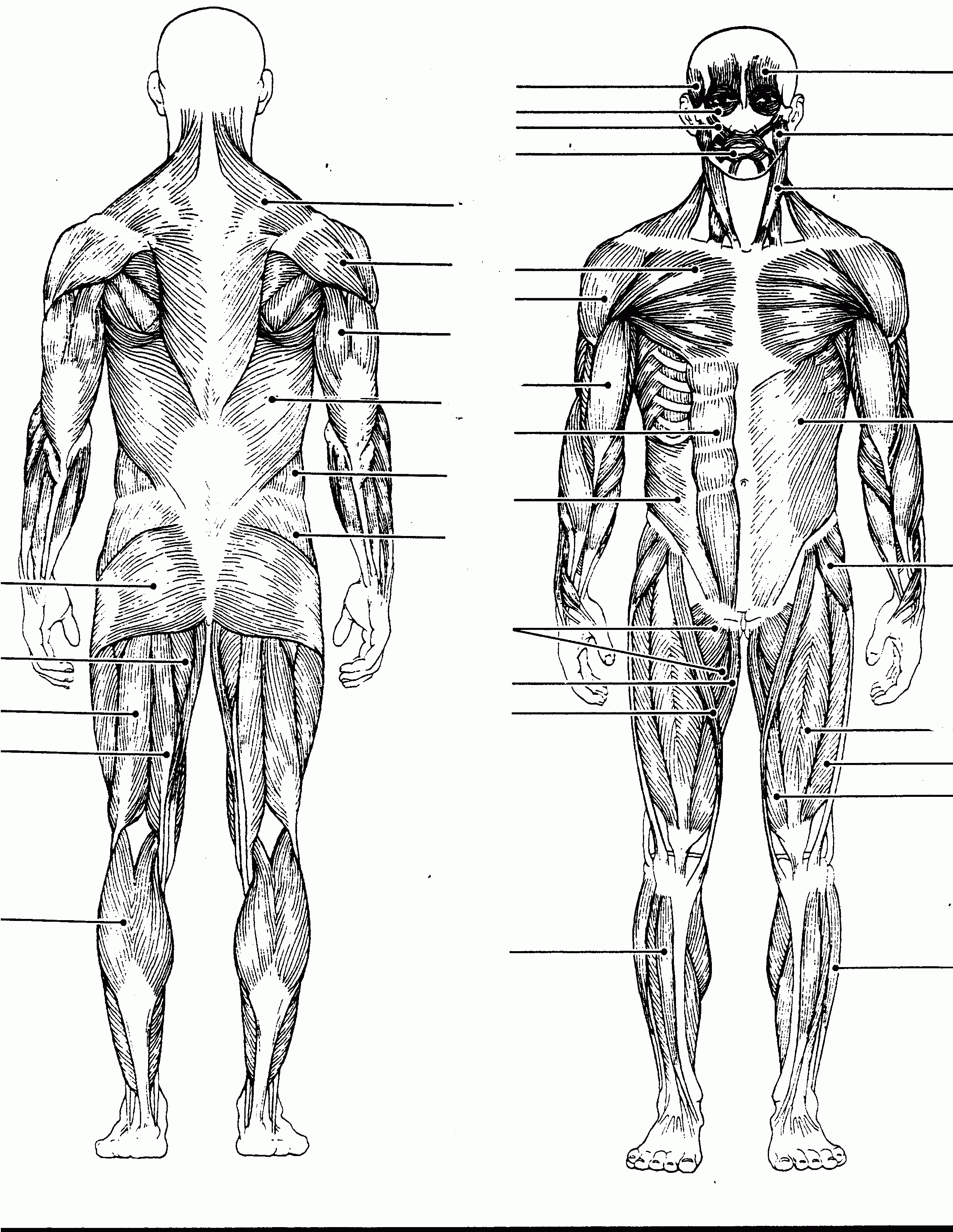 Labelled Muscular System Front And Back - Muscles Of The Human Body