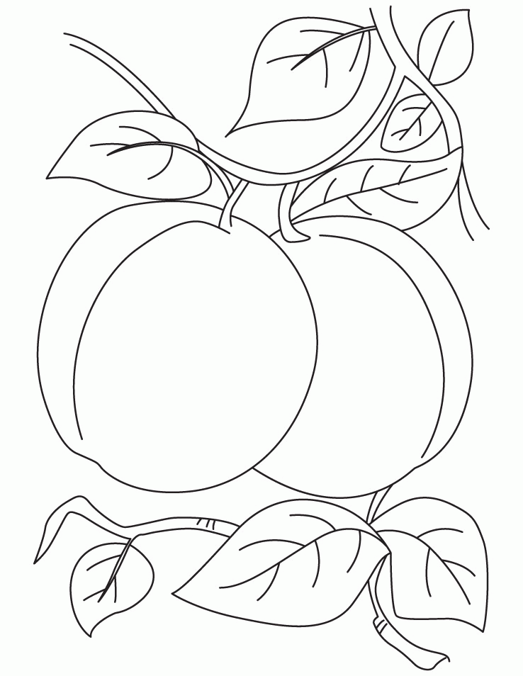 Pair of apricot coloring pages | Download Free Pair of apricot 