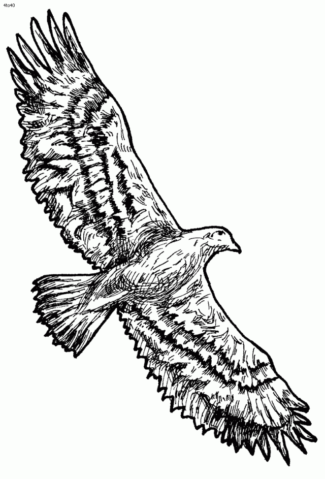 eagles-logo-drawing-at-getdrawings-free-download