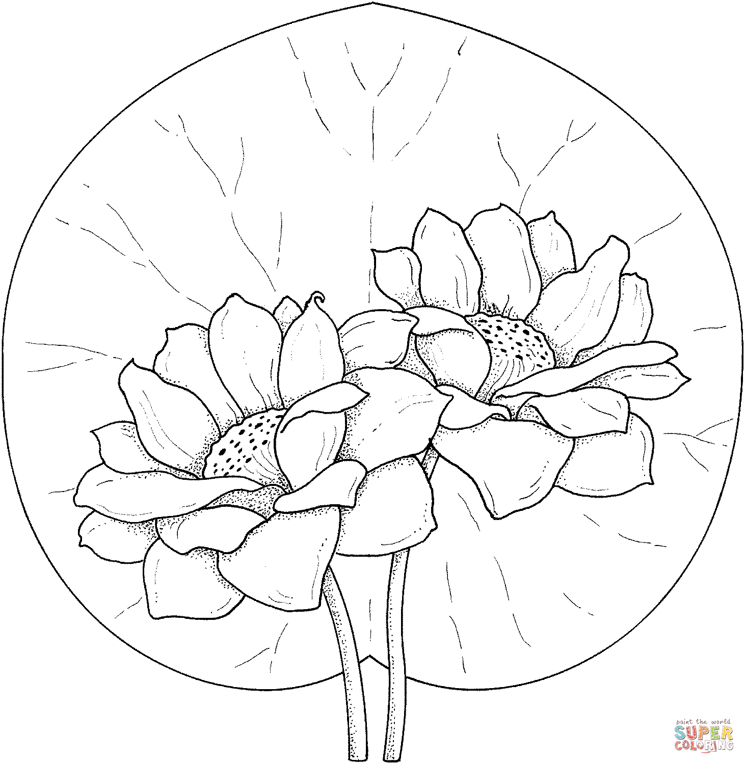 Water lily coloring pages | Free Coloring Pages