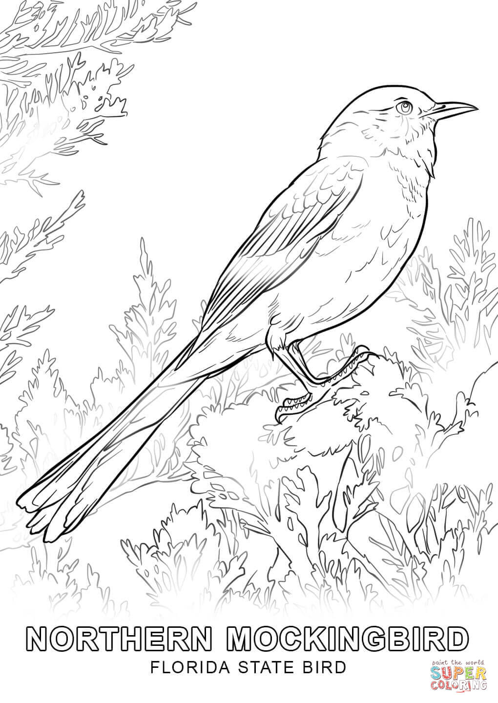 Florida State Bird coloring page | Free Printable Coloring Pages