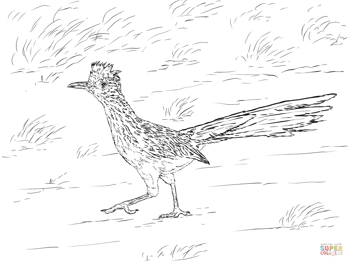 Realistic Greater Roadrunner coloring page | Free Printable Coloring Pages