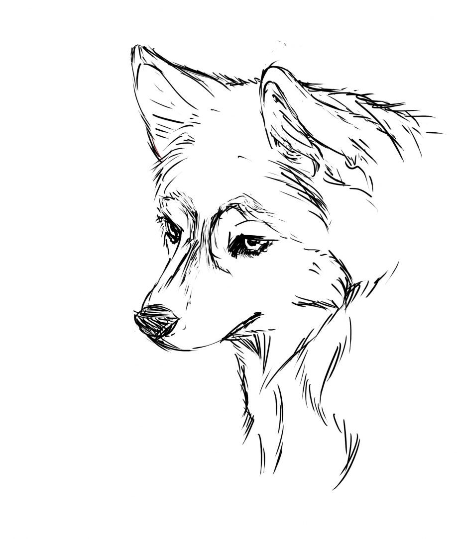 Husky Coloring Pages Siberian Husky Coloring Pages. Kids Coloring ...