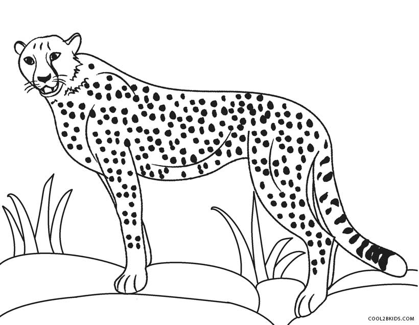 Printable Cheetah Coloring Pages For Kidscool2bkids.com
