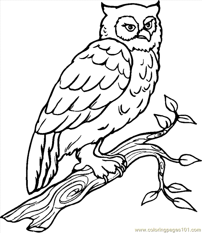 Tree Coloring Sheet Owl At Night