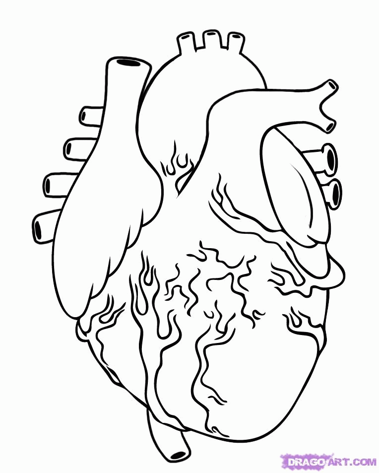 Anatomy Coloring Pages Heart Coloring Home