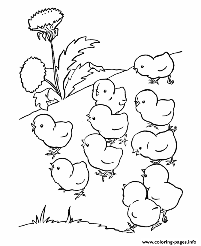 Print cute baby chicks preschool s farm animals8adb Coloring pages