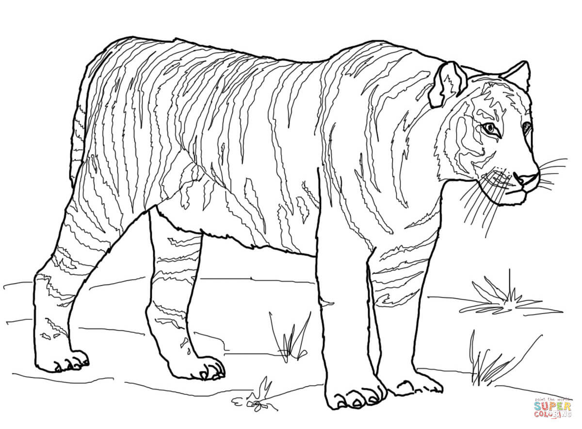 Siberian Tiger coloring page | Free Printable Coloring Pages