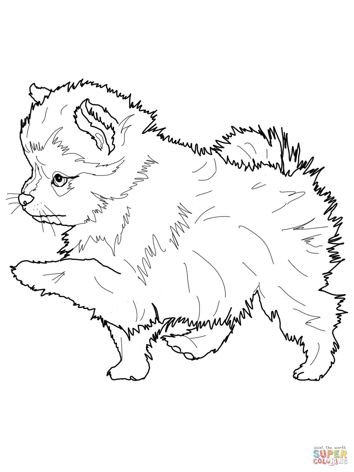 Pomeranian puppy dog coloring page