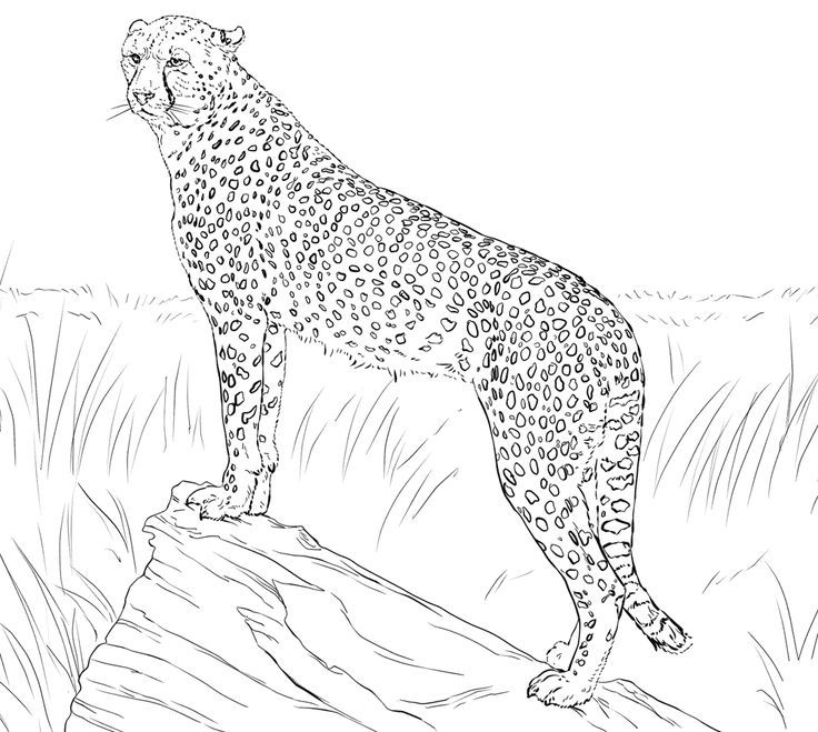 Baby Cheetah For Coloring Pages - Coloring Home