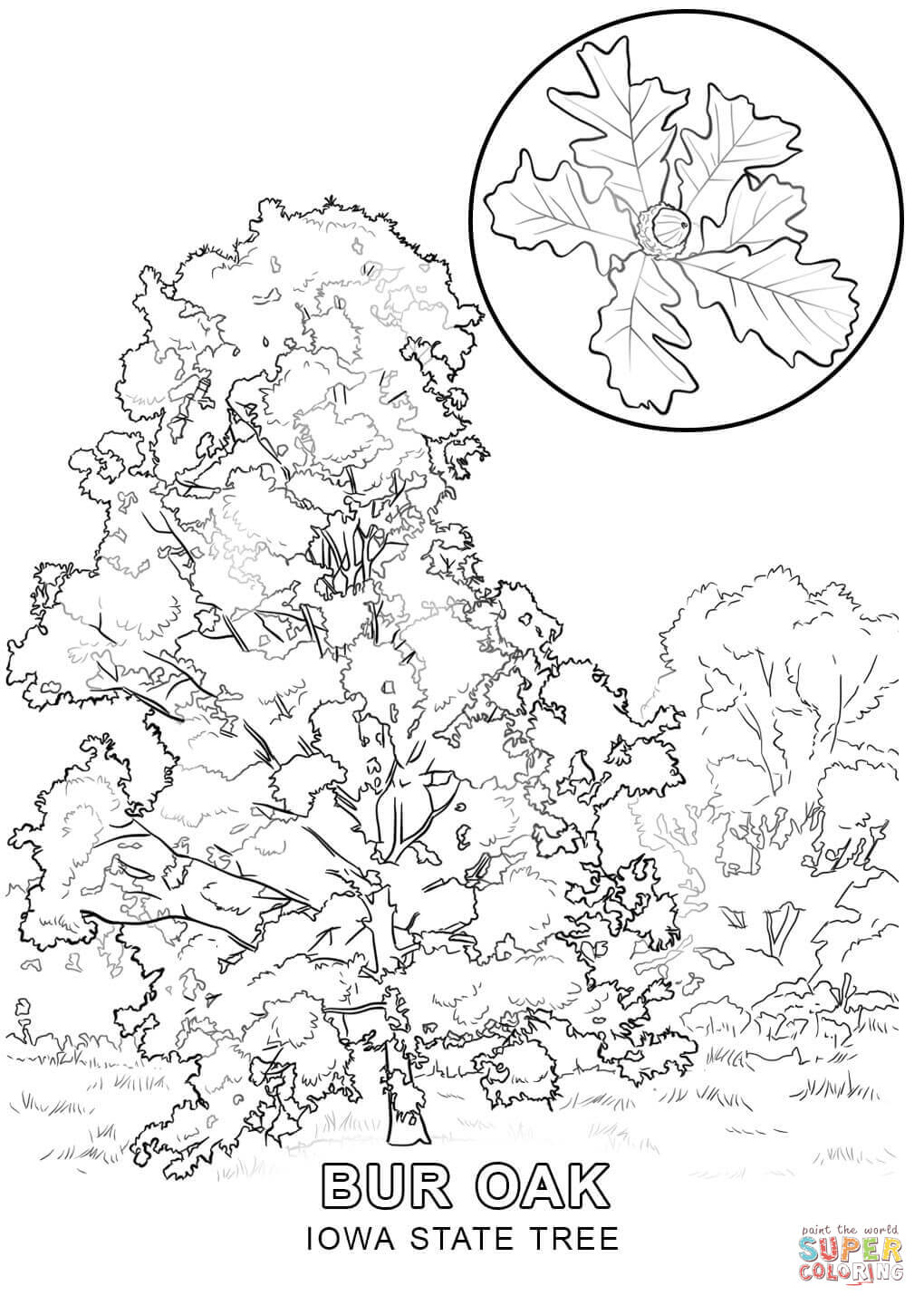 Iowa State Tree coloring page | Free Printable Coloring Pages
