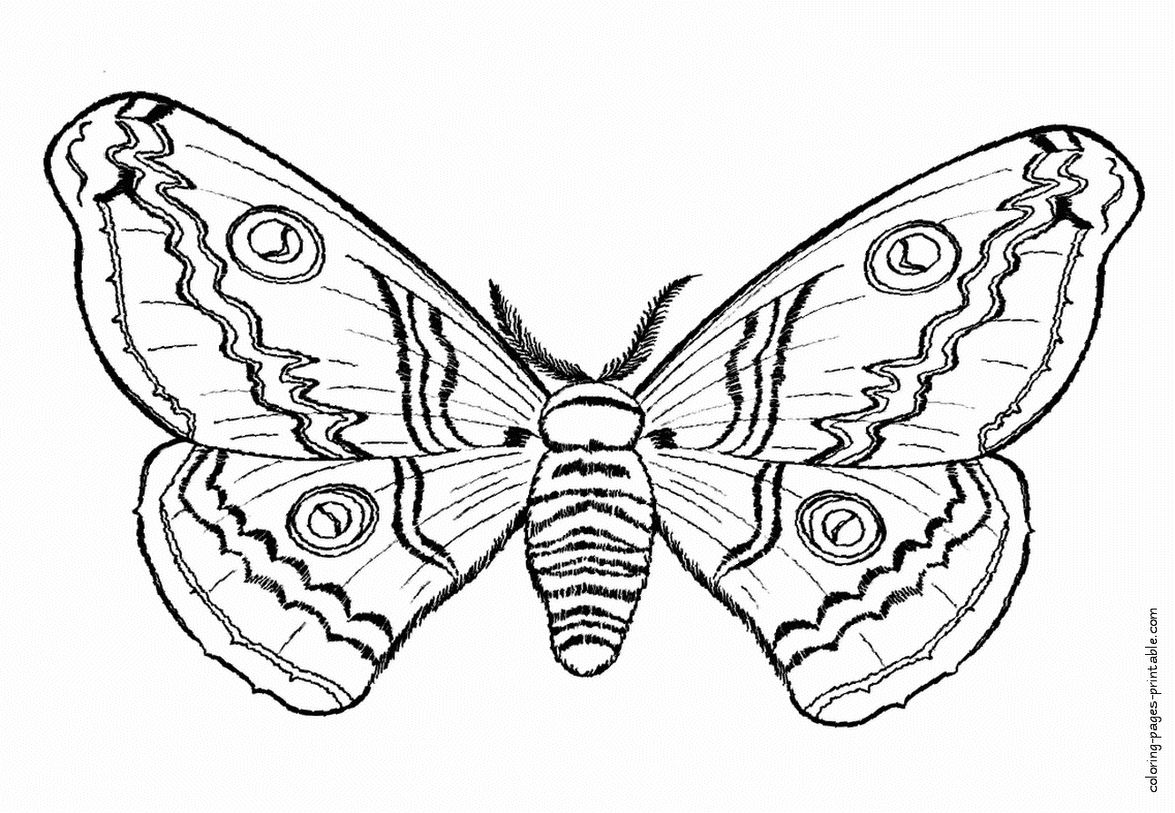 Coloring page of the moth || COLORING-PAGES-PRINTABLE.COM