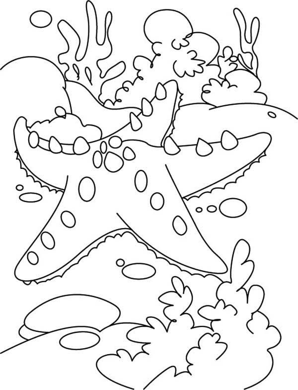Starfish Coloring Pages | Cooloring.com