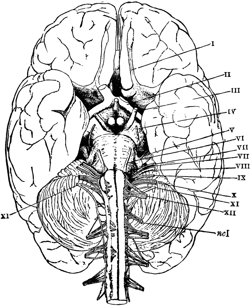 Anatomy Coloring Pages For Education Coloring Pages For All Ages