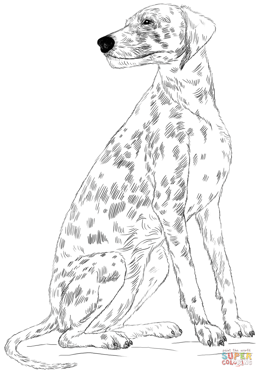Dalmatian dog coloring page | Free Printable Coloring Pages