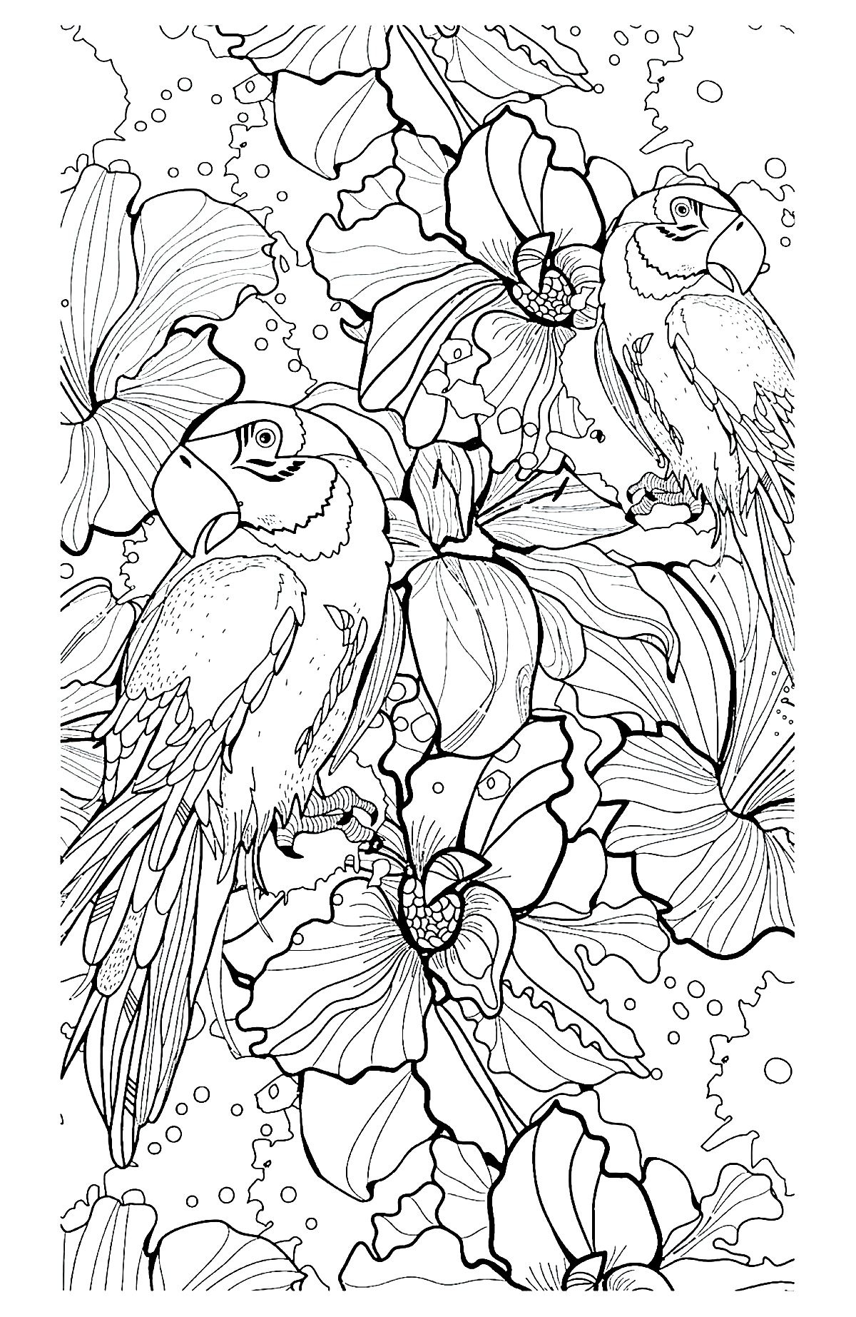 Animal - Coloring Pages for adults - Page 5